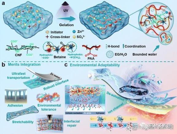 北京林大杨俊ees超分子两性离子水凝胶电解质助力无枝晶锌离子电容器